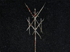 Critica del CD de WIEGEDOOD - There's Always Blood At The End Of The Roadr