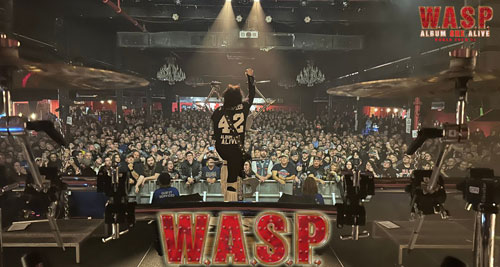 wasp